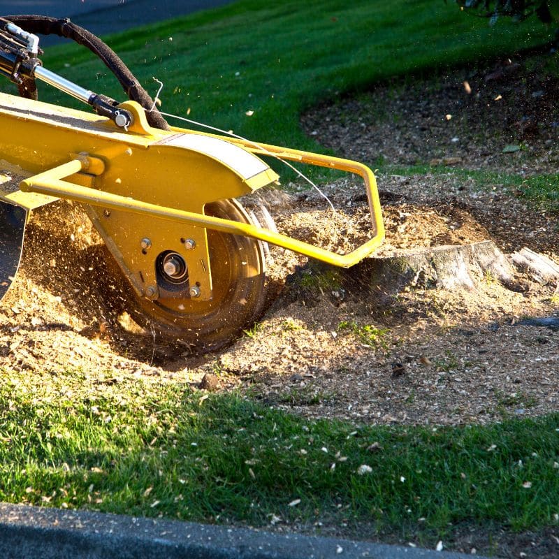 stump grinding