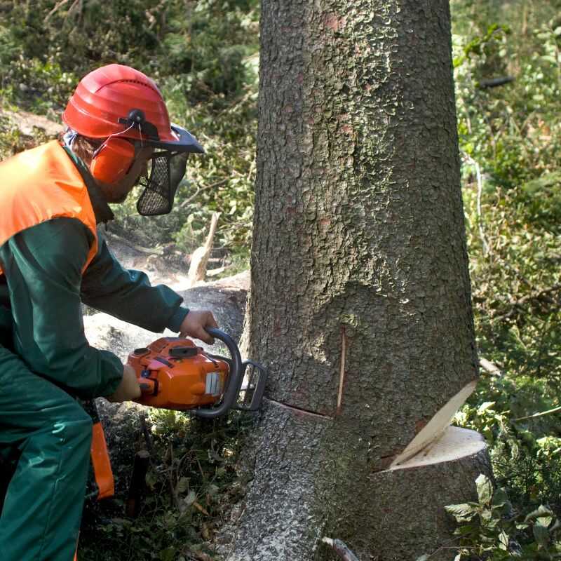 Tree Removal